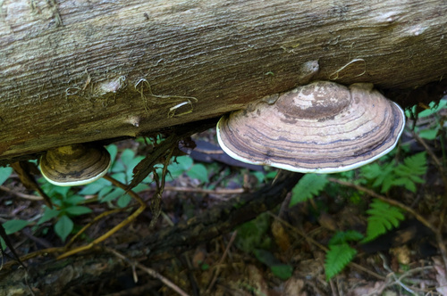 Ganoderma applanatum