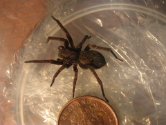 Uliodon albopunctatus