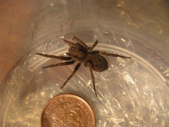 Uliodon albopunctatus