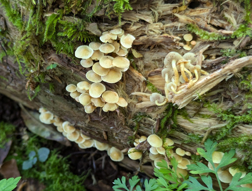 Hypholoma fasciculare