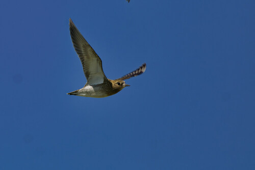 European Golden-Plover
