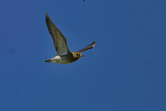 European Golden Plover photo 3