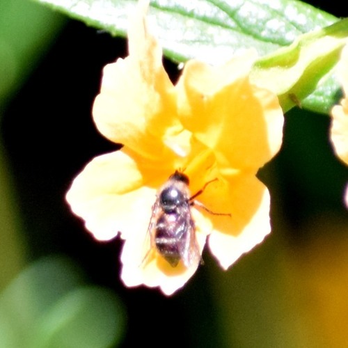 Acroceridae