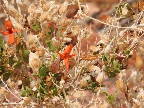 Kaoko Rooibekkiebos (Petalidium coccineum)