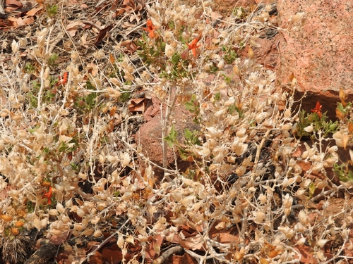 Petalidium coccineum, photograph 6