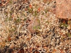 Petalidium coccineum, photograph (c) Noeleen du Toit, some rights reserved (CC BY-SA)