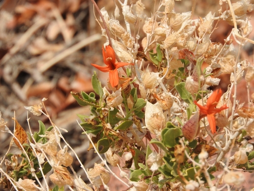 Image of Petalidium coccineum by (c) Noeleen du Toit, some rights reserved (CC BY-SA)