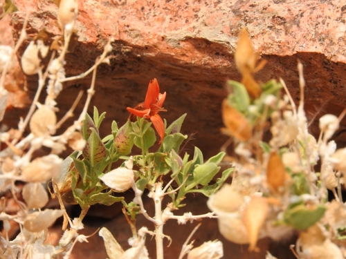 Image of Petalidium coccineum by (c) Noeleen du Toit, some rights reserved (CC BY-SA)