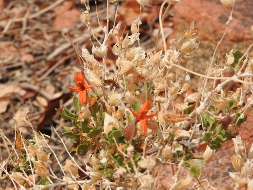 Image of Petalidium coccineum by (c) Noeleen du Toit, some rights reserved (CC BY-SA)