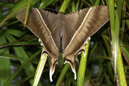 Rare Swallowtail Moth or Laos Brown Butterfly Lyssa zampa Folded FAST FROM USA 