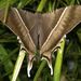 Tropical Swallowtail Moth - Photo (c) Sterling Sheehy, some rights reserved (CC BY), uploaded by Sterling Sheehy