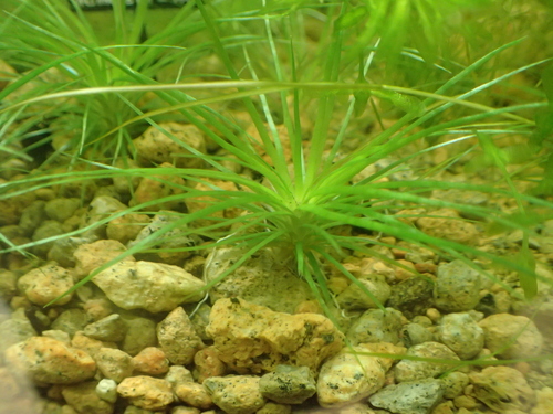Eriocaulon atrum iNat (2)