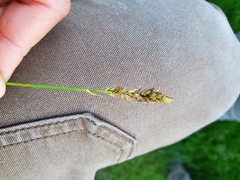 Carex sartwellii