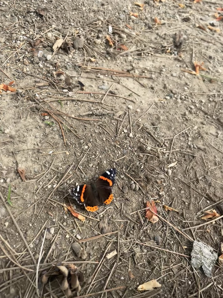 Red Admiral from Fox Creek Golf Course, Livonia, MI, US on July 9, 2024 ...