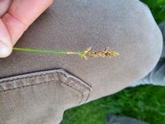 Carex sartwellii