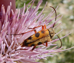 Typocerus octonotatus