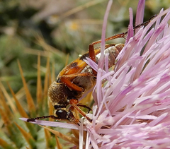 Typocerus octonotatus