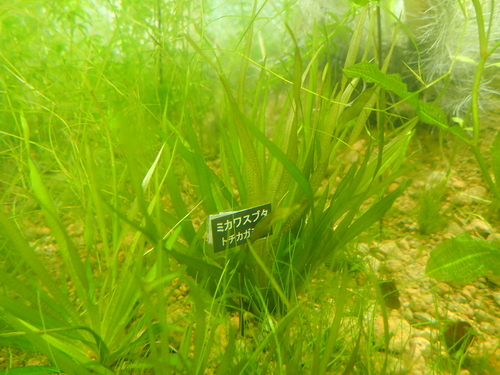 Blyxa leiosperma iNat (1)