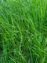 Carex sartwellii