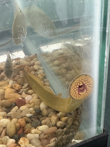 Chestnut lamprey (Ichthyomyzon castaneus) — Petromyzontidae