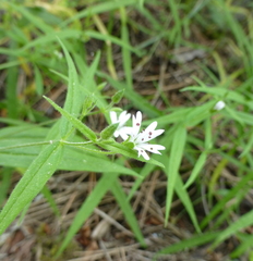 Pseudostellaria