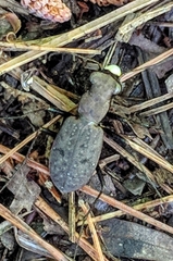 Apterodela unipunctata