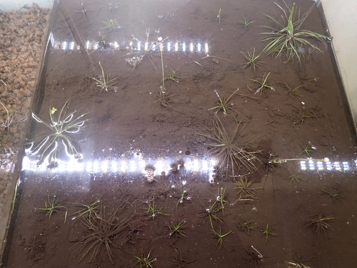 Eriocaulon atrum iNat (1)