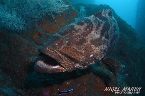 Brown-spotted grouper (Epinephelus coioides) — Serranidae — 2