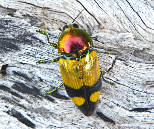 Temognatha spencii · iNaturalist