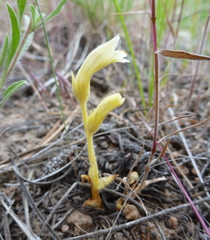 Aphyllon franciscanum