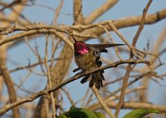 Calypte anna