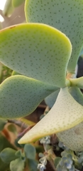 Crassula arborescens arborescens