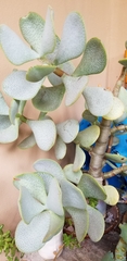 Crassula arborescens arborescens