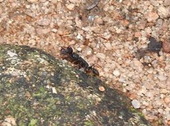 Harpegnathos venator