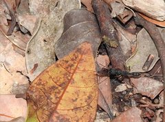 Harpegnathos venator