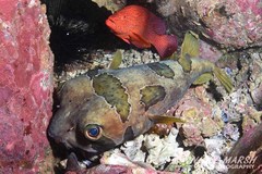 Diodon liturosus