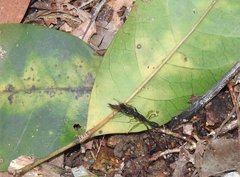 Harpegnathos venator