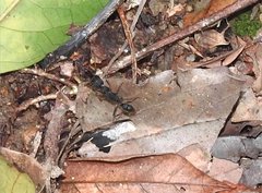 Harpegnathos venator