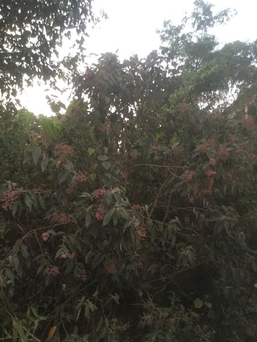 Image of Miconia xalapensis by (c) Erick Vélez Sánchez, some rights reserved (CC BY)