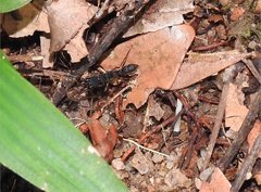 Harpegnathos venator