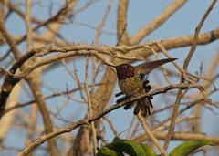 Calypte anna