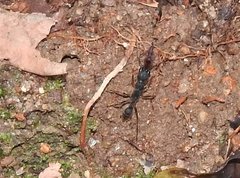 Harpegnathos venator