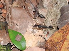 Harpegnathos venator