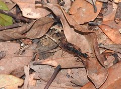 Harpegnathos venator