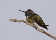 Calypte anna
