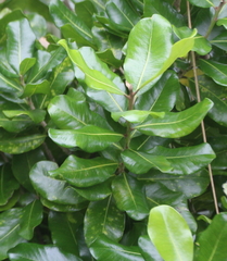 Planchonella costata