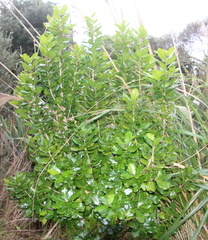 Planchonella costata