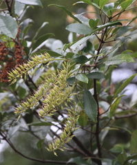 Pterophylla sylvicola