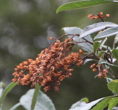 Pterophylla sylvicola