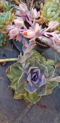Echeveria gibbiflora × potosina